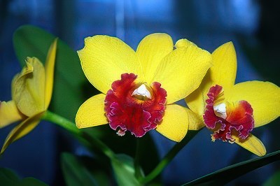 Potinara Little Toshi "Yellow Rose"