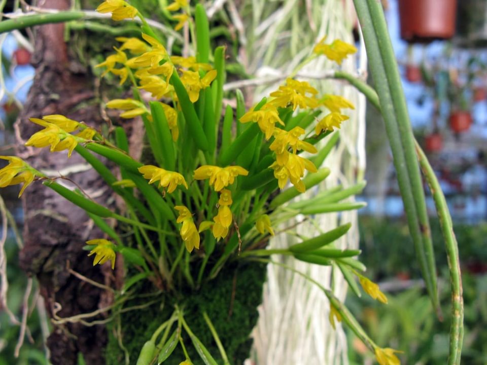 Pleurothallis sandereana