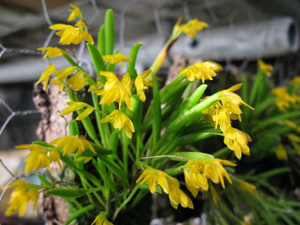 Pleurothallis sandereana