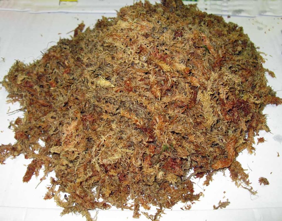 12 Ltr. Spagmoss  (Sphagnum)