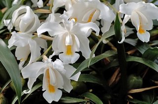 Coelogyne cristata