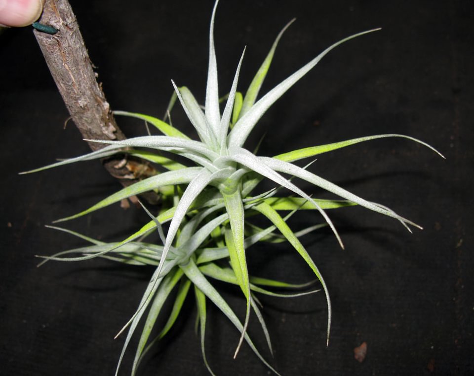Tillandsia albida