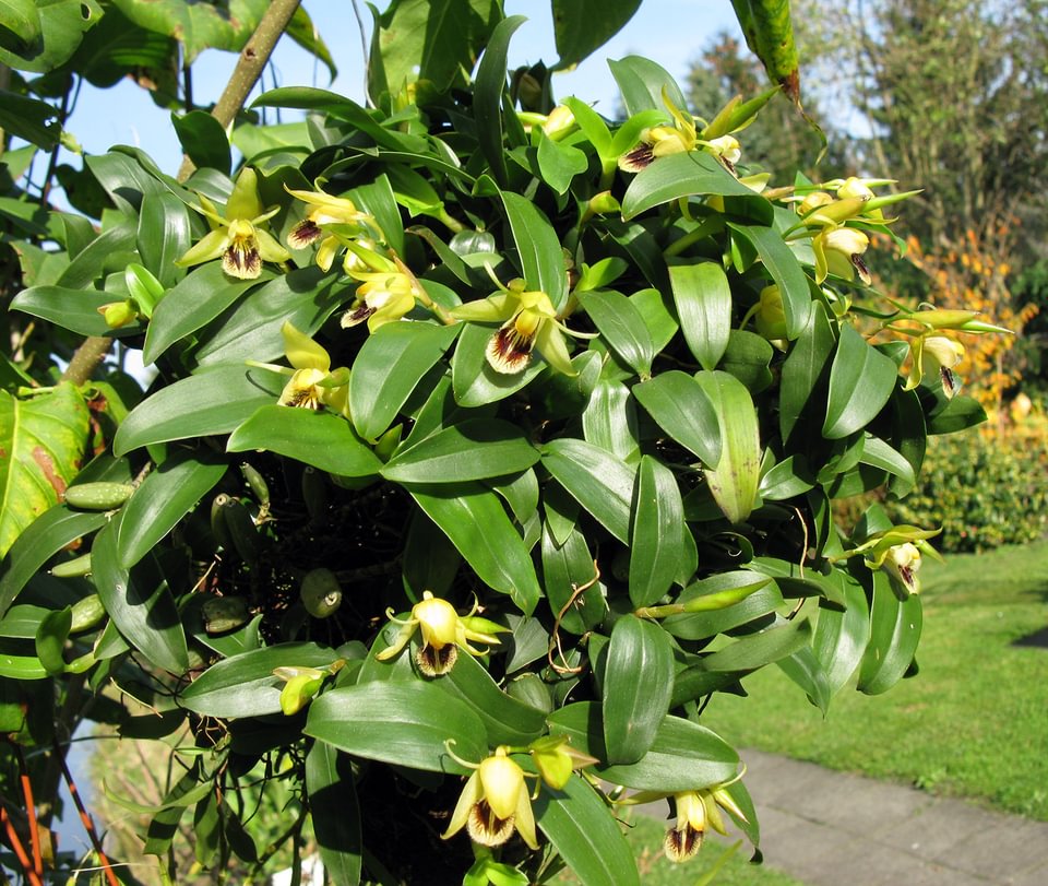 Coelogyne fimbriata