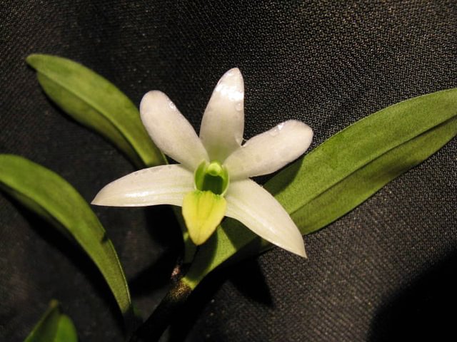 Dendrobium scabrilingue