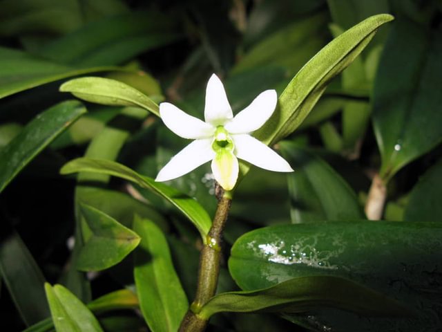Dendrobium scabrilingue