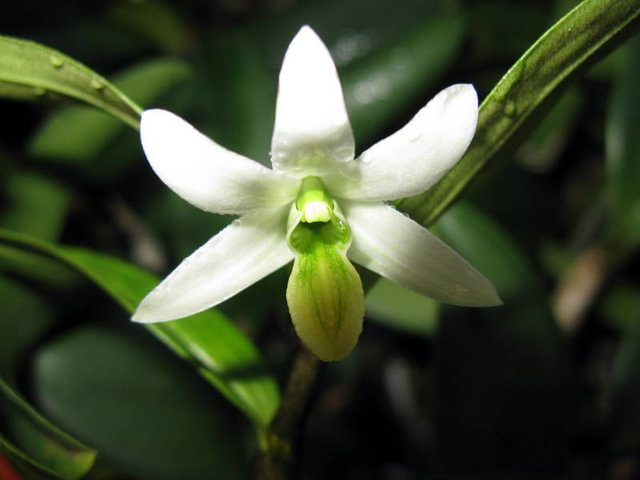 Dendrobium scabrilingue
