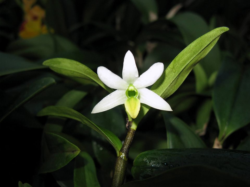 Dendrobium scabrilingue