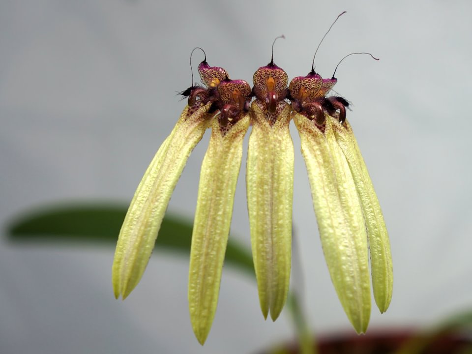 Bulbophyllum longifolium