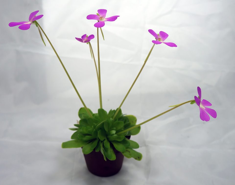 Pinguicula spec.