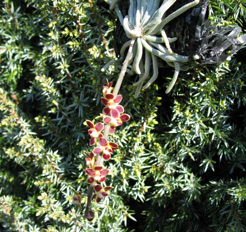 Chiloschista lunifera red