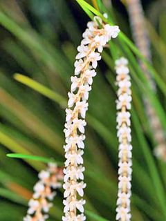 Dendrochilum tenellum