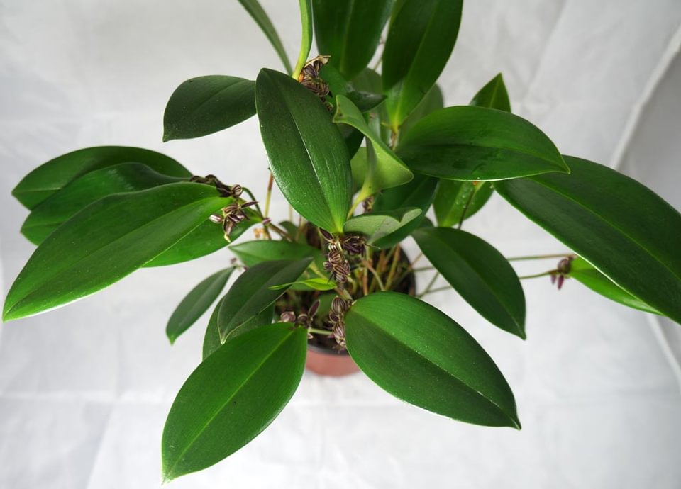 Pleurothallis lindenii