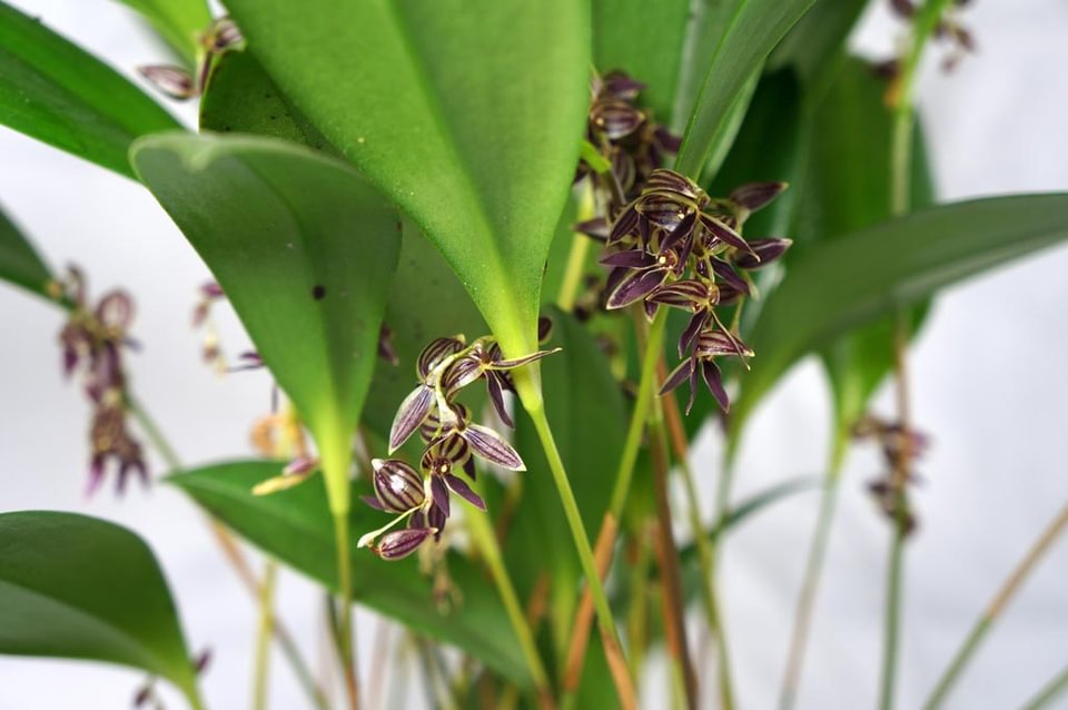 Pleurothallis lindenii