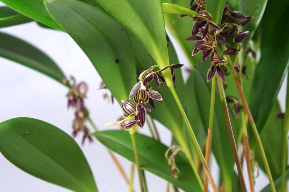 Pleurothallis lindenii