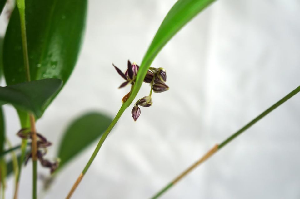 Pleurothallis lindenii