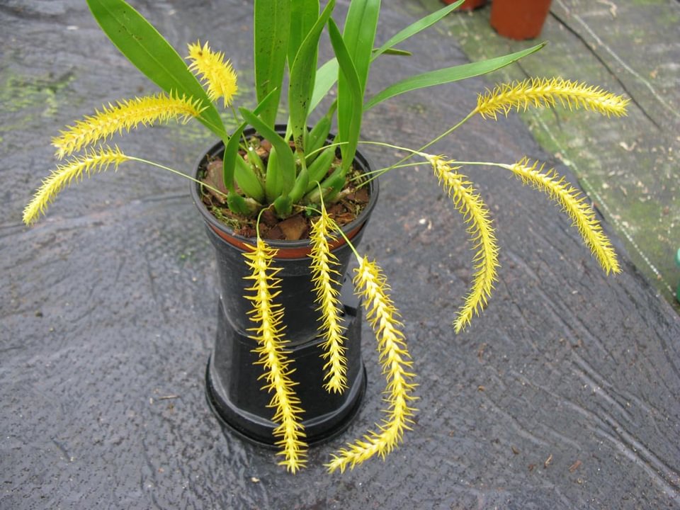 Dendrochilum pulcherimum