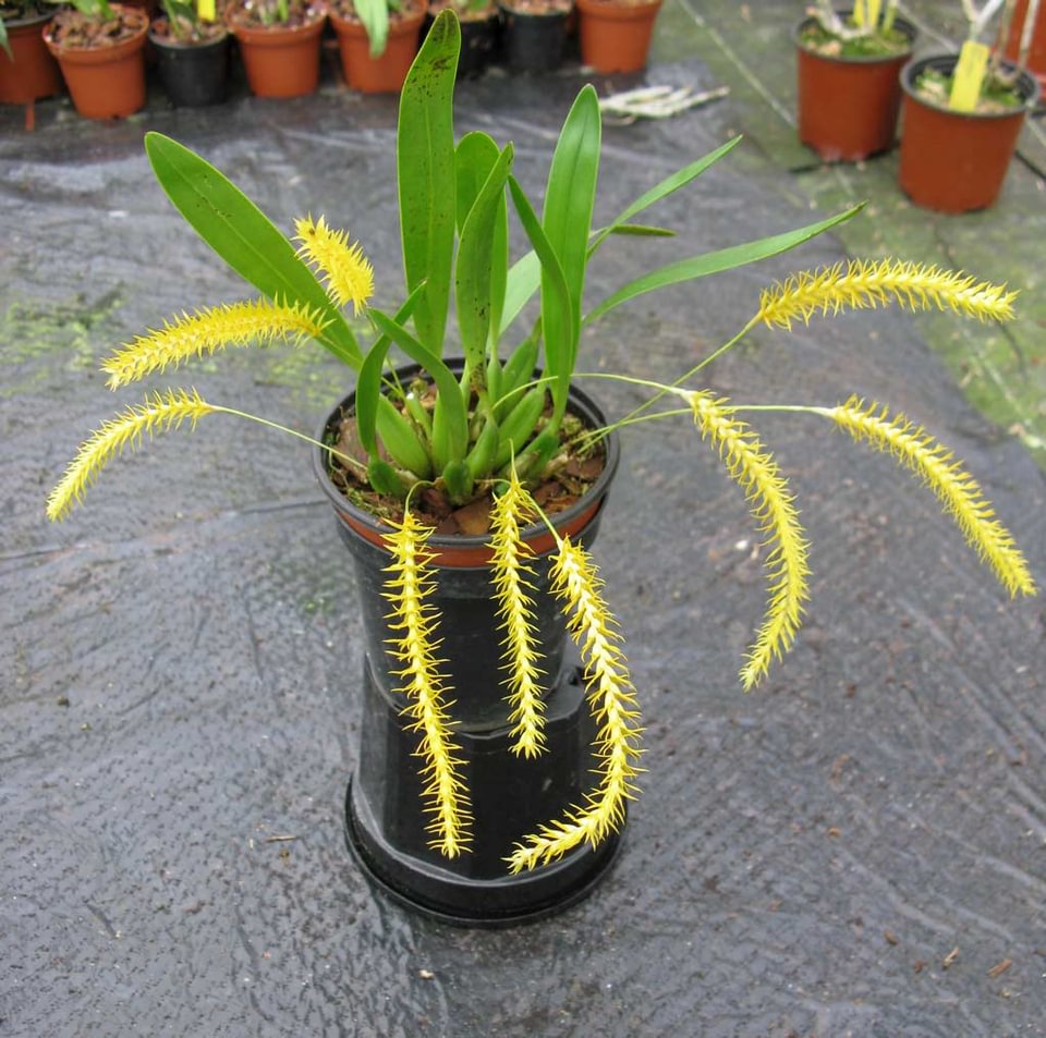 Dendrochilum pulcherimum