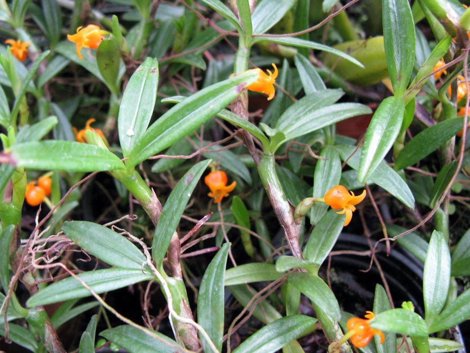 Mediocalcar umboinense