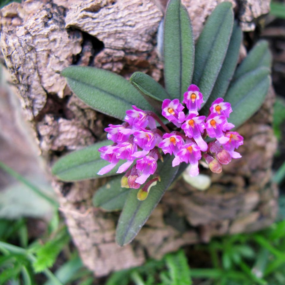 Schoenorchis tixieri