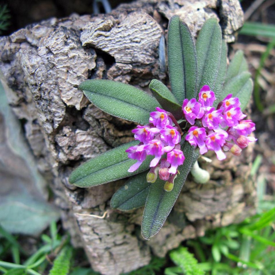 Schoenorchis tixieri
