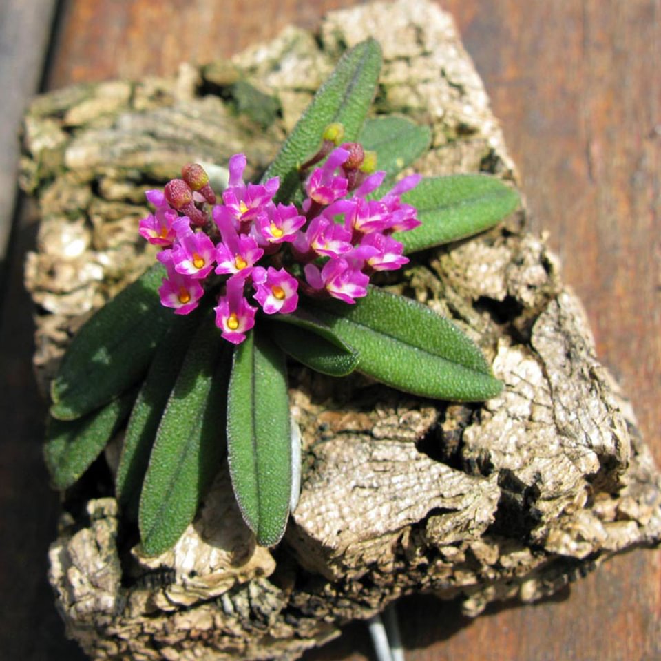 Schoenorchis tixieri
