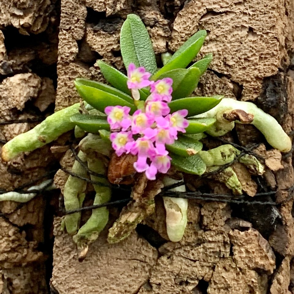 Schoenorchis tixieri