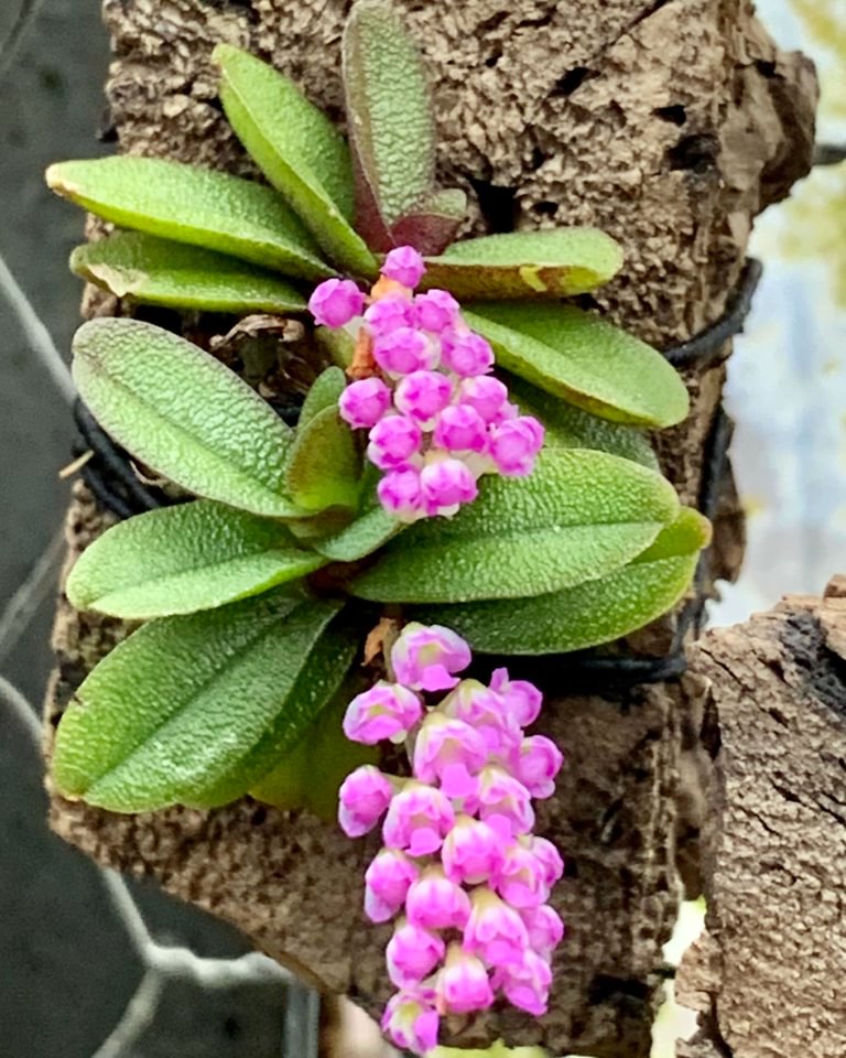 Schoenorchis tixieri