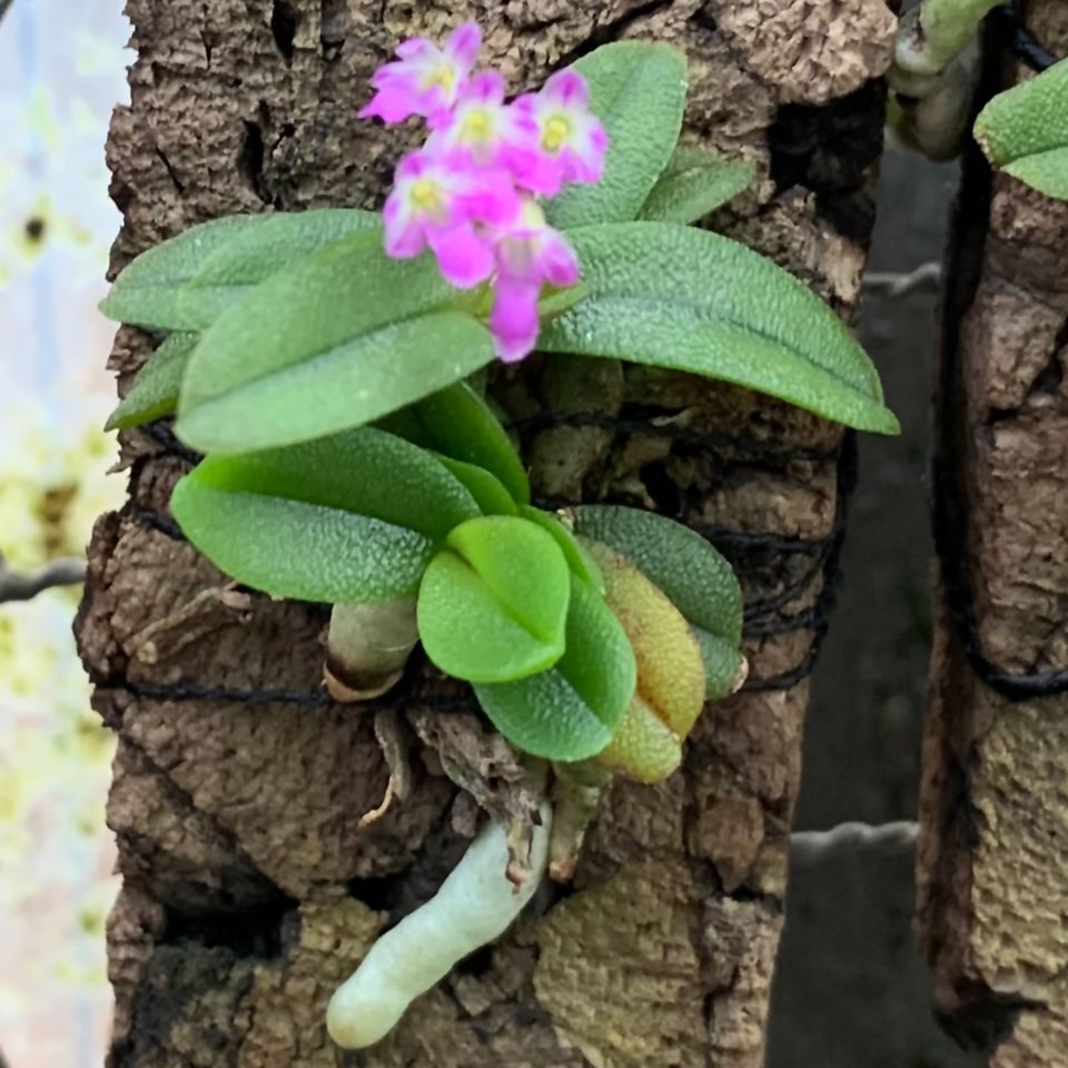 Schoenorchis tixieri