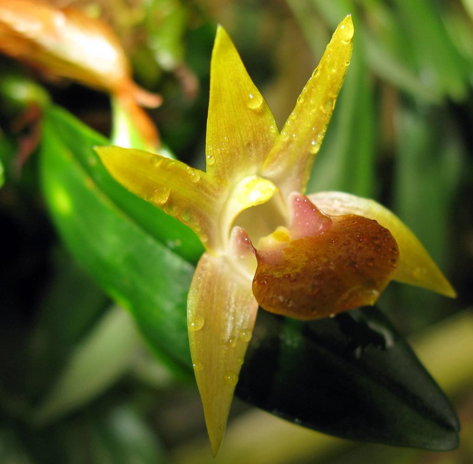 Epigeneium nakaharae