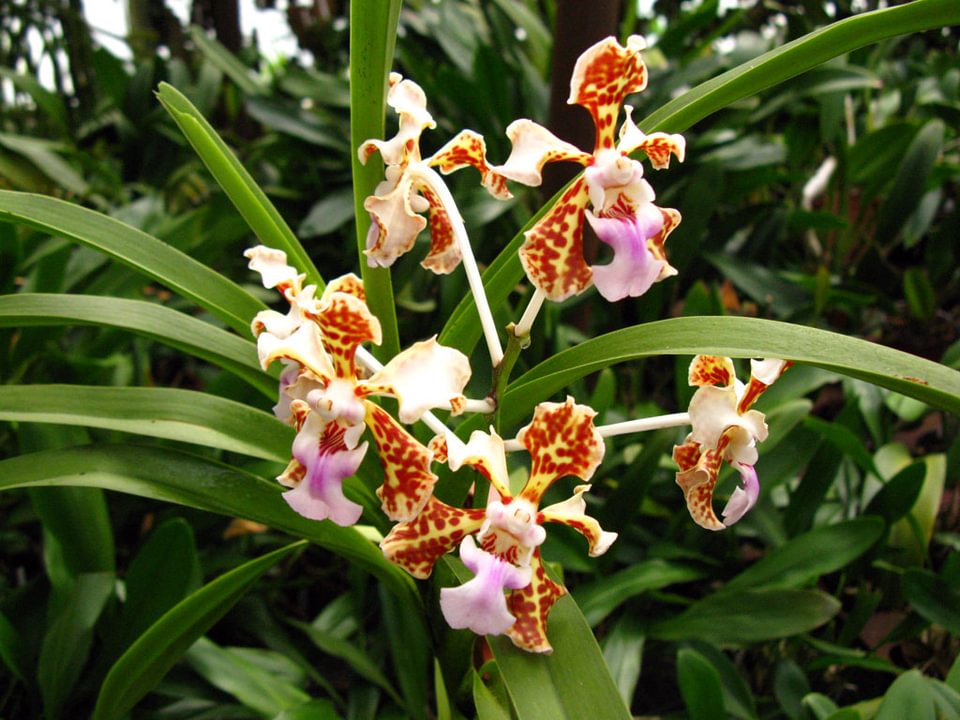Vanda tricolor