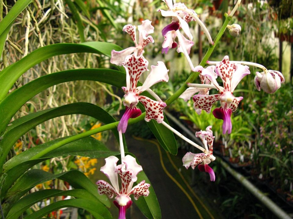 Vanda tricolor