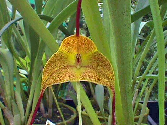 Masdevallia triangularis