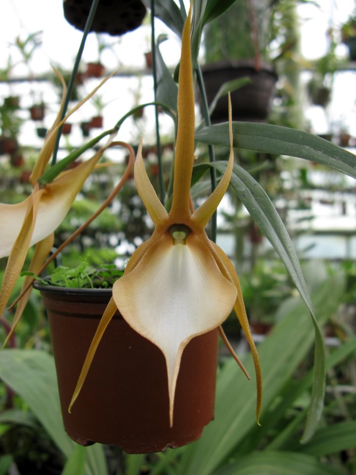 Angraecum viguieri