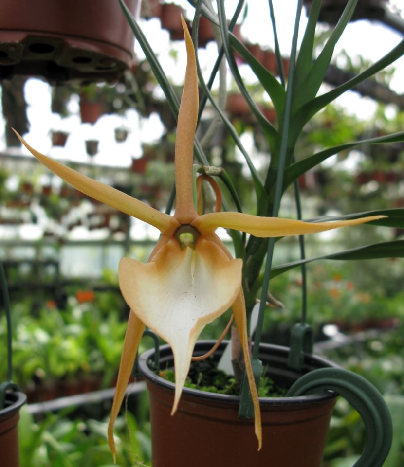 Angraecum viguieri