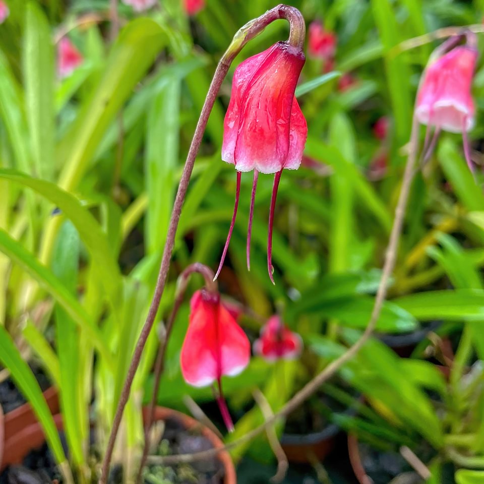 Dracula erythrocodon