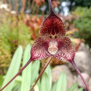 Dracula orientalis