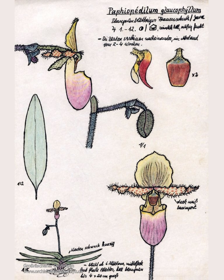 Paphiopedilum glaucophyllum