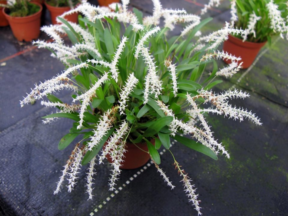 Dendrochilum parvulum