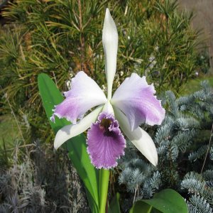 Laeliocattleya Roebling 'Blue Indigo'