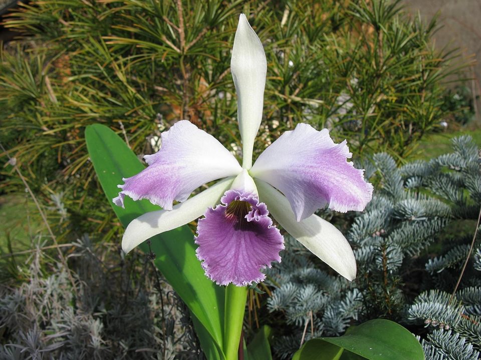 Laeliocattleya Roebling 'Blue Indigo'