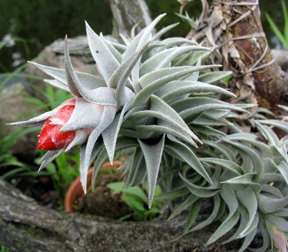 Tillandsia edithae