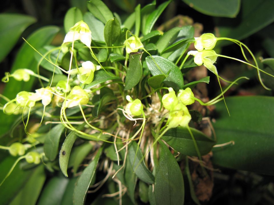 Masdevallia nidifica var. alba