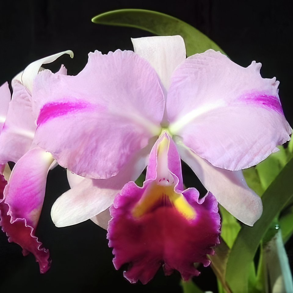 Cattleya trianae var.:Mooreana