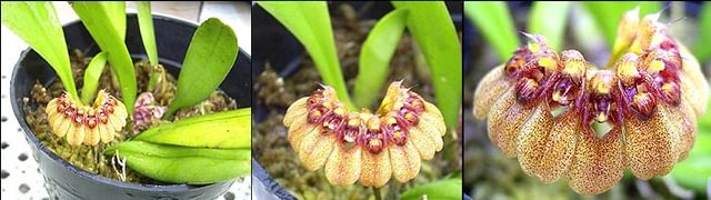 Bulbophyllum sikkimense