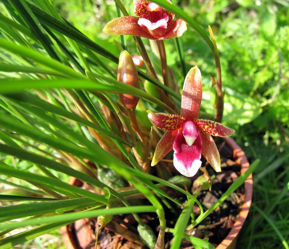 Maxillaria atrosanguinea