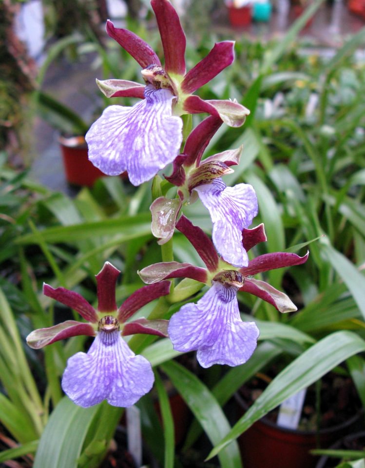 Zygopetalum triste