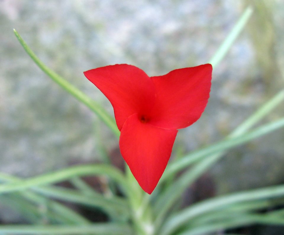 Tillandsia albertiana