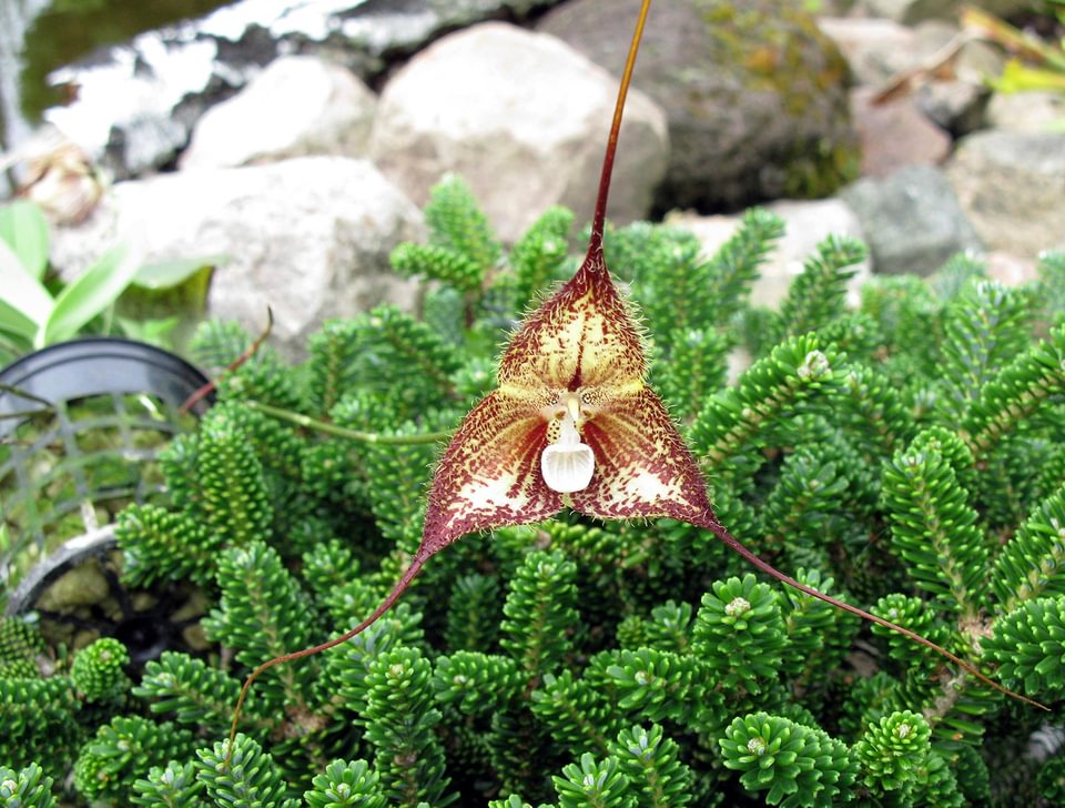 Dracula pubescens