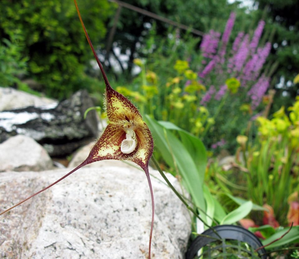 Dracula pubescens