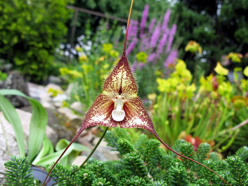 Dracula pubescens